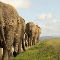 Knysna Elephant Park Lodge, hotel di Plettenberg Bay