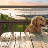 Yeosu Noeul Walk Pet Pension, Hotel in der N&auml;he vom Flughafen Yeosu, Yeosu