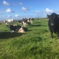 North Hollacombe Farm, hotel di Colebrooke