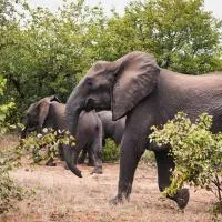 Oase by 7 Star Lodges - Greater Kruger Private 530ha Reserve, hotel en Hoedspruit