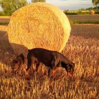 two dogs walking in a field with a large bale of hay at Ca' del Tajo, Teglio Veneto