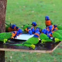 Batchelor Holiday Park, hotel di Batchelor