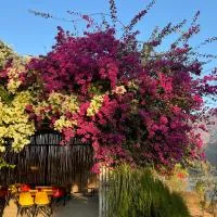 Nayar Valley Retreat: Lansdowne şehrinde bir otel