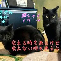 民宿とランチ大ちゃんち, khách sạn ở Shimanto