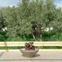 Olive Bliss Retreat, Hotel in Sitia