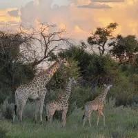 Boscia African Farm, хотел в Omomas