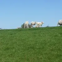 Erholung am Deich, hotel u gradu Kollmar