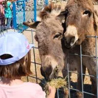 Villa Suzi - Family Farm Stay with Donkeys, Pool and Sea View near Rijeka, hotel em Smrika