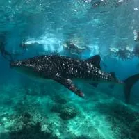 Skyinn omadhoo، فندق في أومادهو