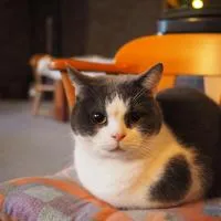 Nagano में, होटल Guesthouse PAW