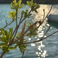 Echoes of Mljet - Odjeci Mljeta、Sobraのホテル
