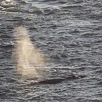 Whale Pointe, hotel a Depoe Bay