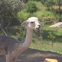 Experience Alpacas in Andalucia, хотел в Кордоба
