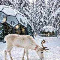 SKOG Aurora Glass Igloos, hotell i Kalix