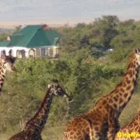 Narasha Homestay - Maasai Mara, hotel di Talek