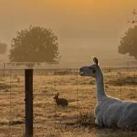 Chandelle Park Farm Stay, hotel u gradu Exeter