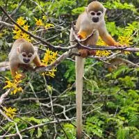Amazonas Eco Tour - Private Jungle Tour, River Tour or Great Adventure TOUR INCLUDED ONLY IN DELUXE ROOMS, hotel v destinácii Iranduba
