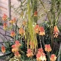 Aloe Haven, hotelli kohteessa Lichtenburg