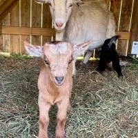 Bee & Goat Off-Grid Tiny Home Stay، فندق في Tamaree