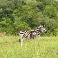 Wide Horizons Mountain Retreat, Eswatini, Swaziland, 26KM from Malkerns: Malkerns şehrinde bir otel