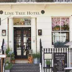 Room Mate Lime Tree