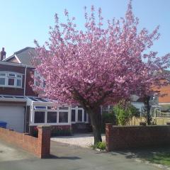 Cherry Blossom Guest House