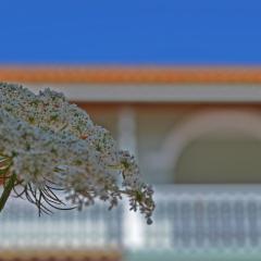 Pine tree Apartment & sunset by "elite"