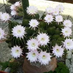Il Giardino Roccioso