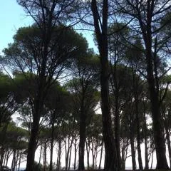 Cavalli di S'Arcaite