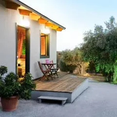 Olive Grove