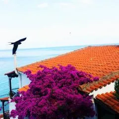 Acrogiali Sunshine