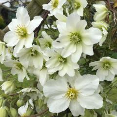 Clematis House Gloucester Road