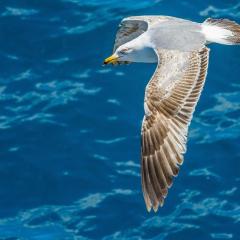 MAMAIA SAMMERLAND APARTAMENT 3 camere