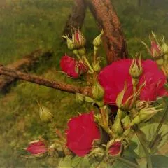 Bastida de Beata