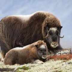 Basecamp Frich`s Hjerkinn