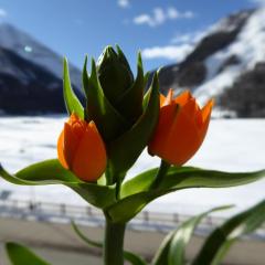 La Maison De Chouflette