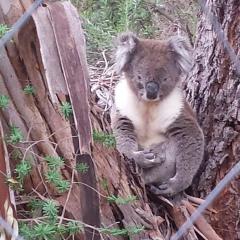 Stringybark Hills Retreat