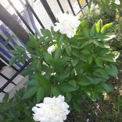 El Giardino delle Rose.....
