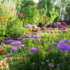 Blooming Delight Tauranga