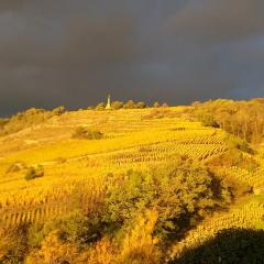 Wine Passion Panoramic