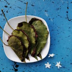 Viveka Inn Guest and Yala Safari