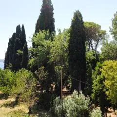 Palmaja