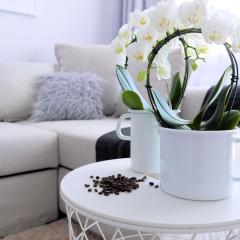 CHILLIapartamenty - Bliżej Morza - MOCCA