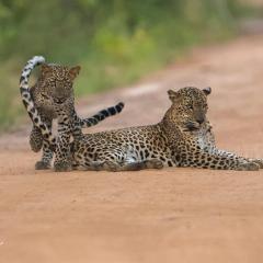 Leopard Corridor Yala