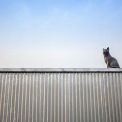 양철 지붕위의 고양이