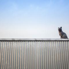 Cat on a Hot Tin Roof