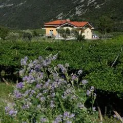 Appartamenti Al Vigneto