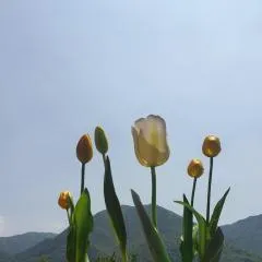 B&B Tulipano