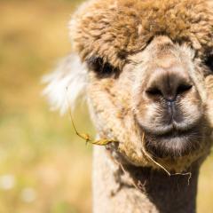 Alpacas Off Grid - Eco Cabin