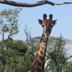 62 The Bridge Holiday Resort